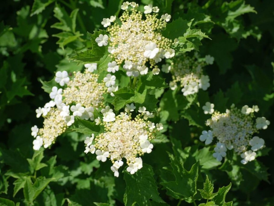 Калина обыкновенная Viburnum opulus