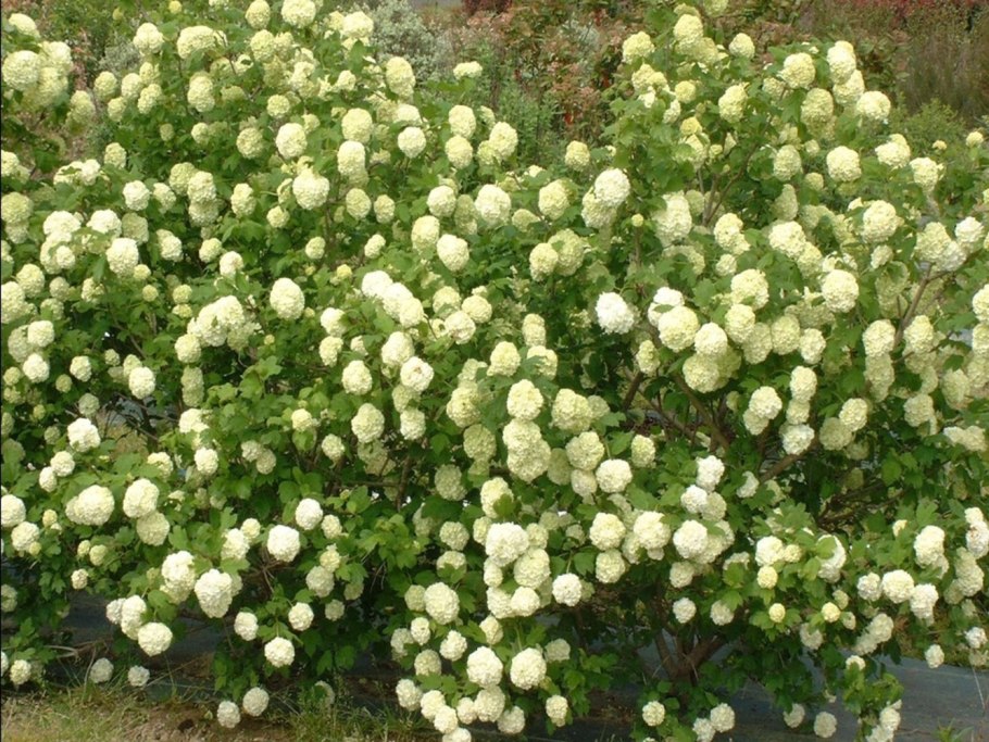 Калина обыкновенная (Viburnum opulus `Roseum`)
