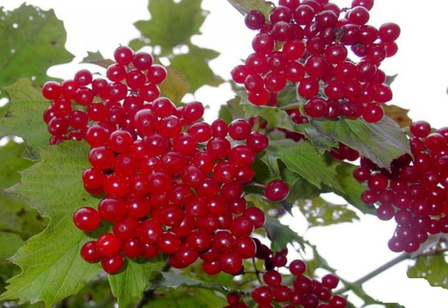 Калина Ульгень куст
