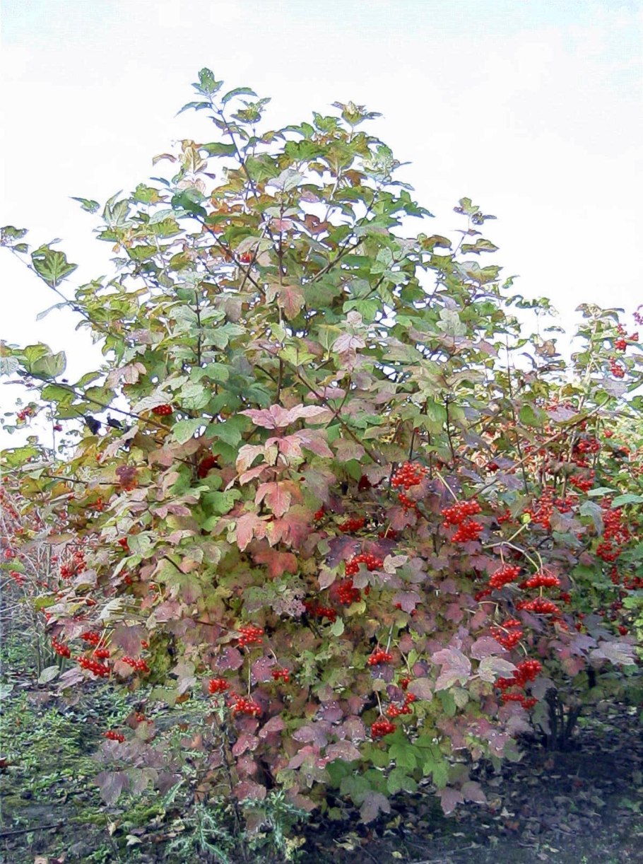 Калина обыкновенная Viburnum opulus