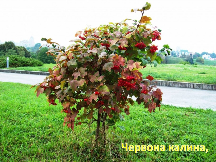 Калина куст