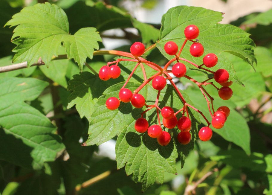 Калина обыкновенная Viburnum opulus