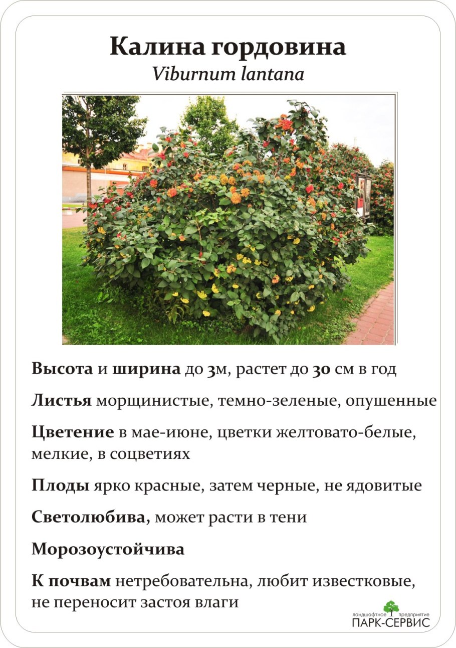 Калина гордовина изгородь