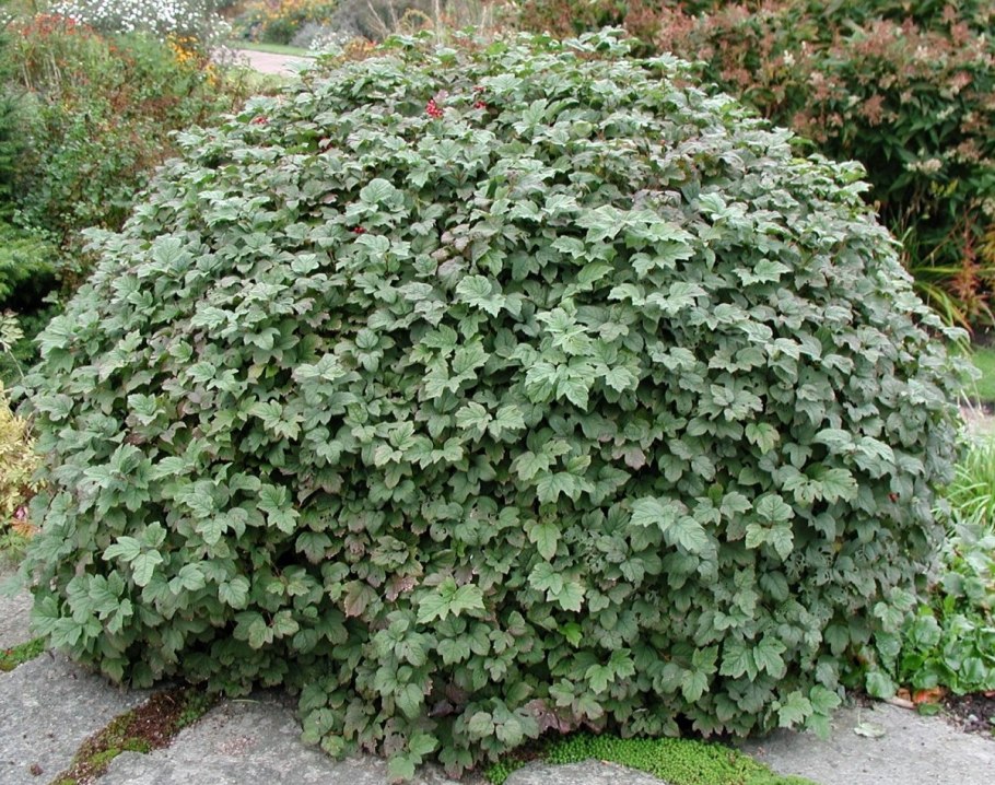 5. Калина обыкновенная (Viburnum opulus)