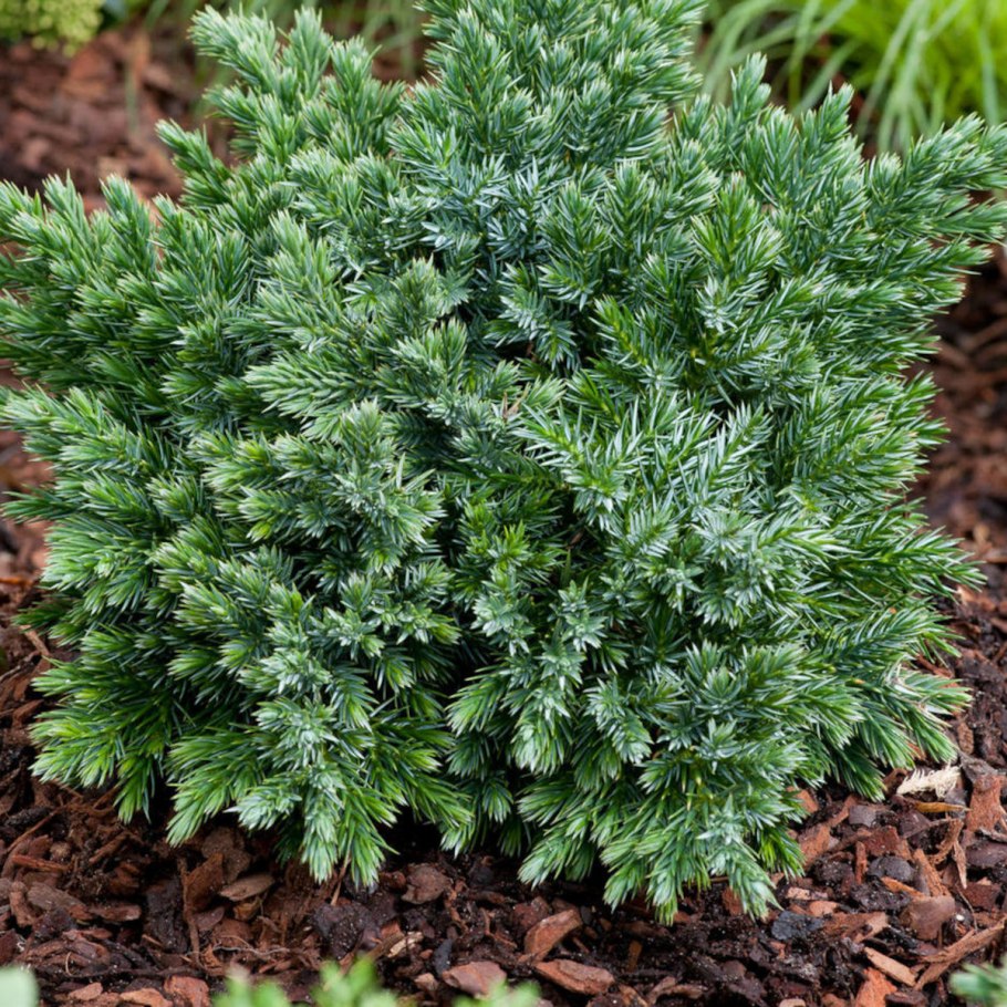 Можжевельник чешуйчатый Hunnetorp