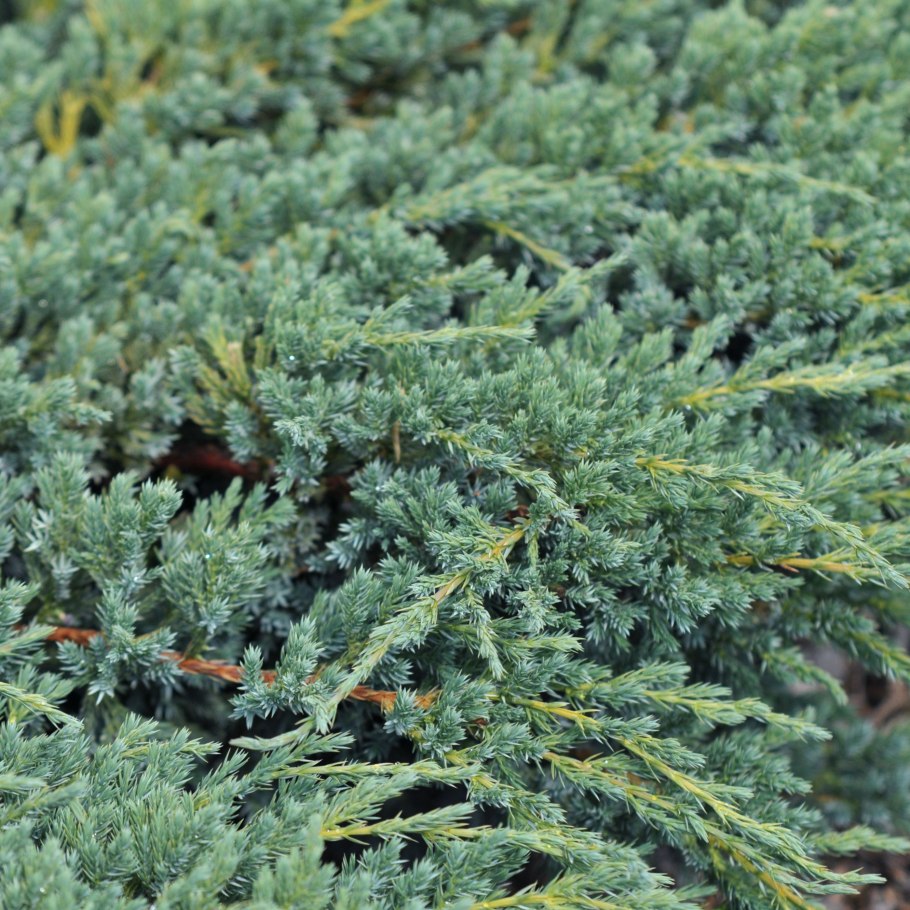Juniperus horizontalis 'Neumann'