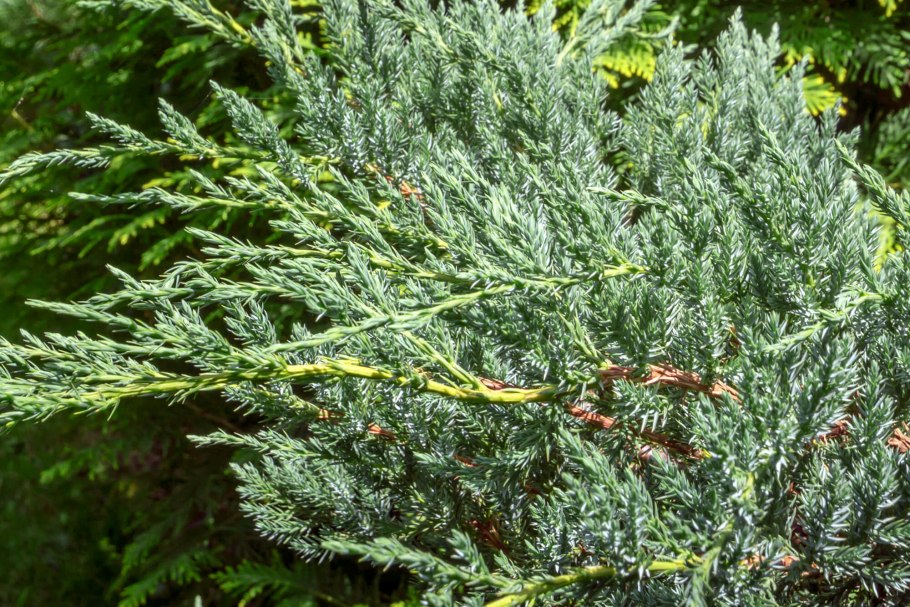 Можжевельник Блау