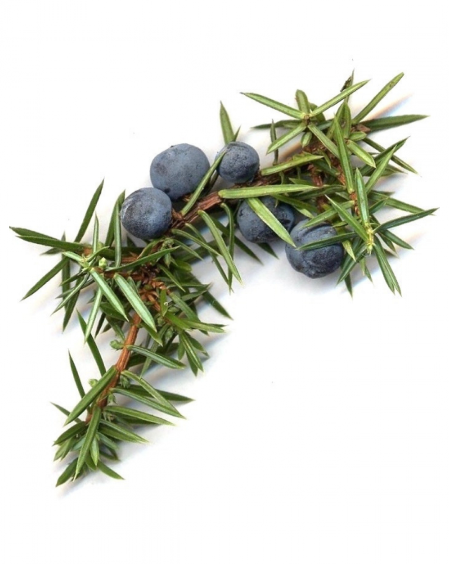 Можжевельник обыкновенный ягоды