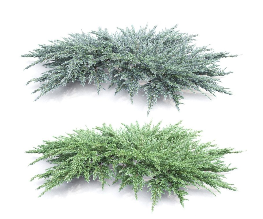 Можжевельник казацкий Тамарисцифолия