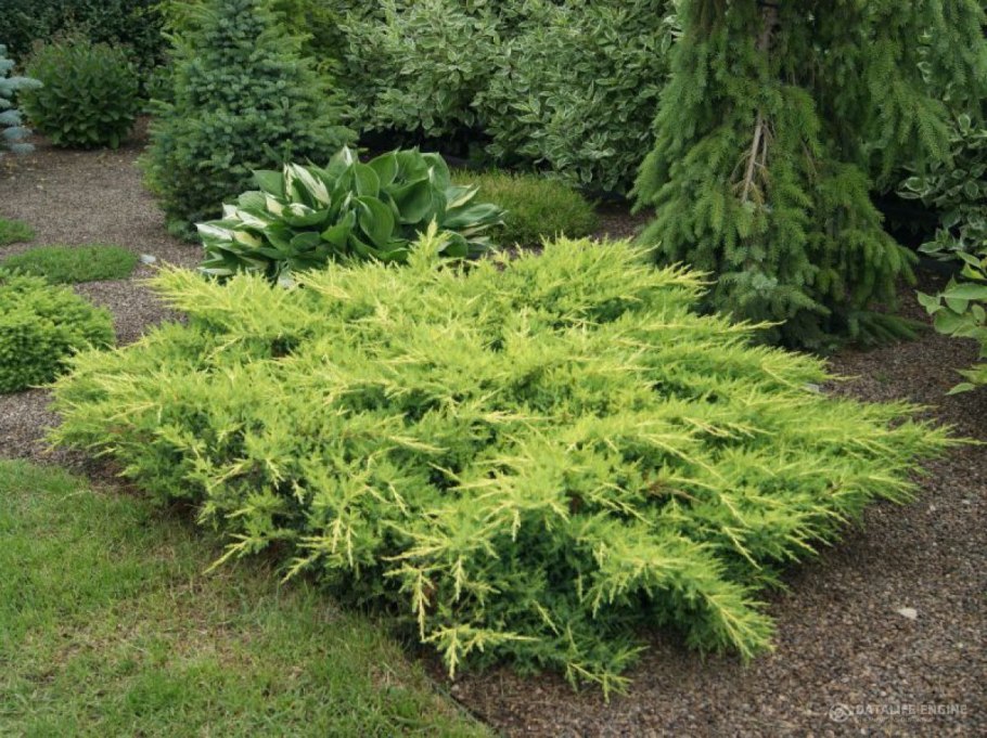 Можжевельник Пфитцериана Ауреа