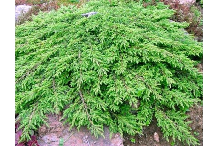 Можжевельник коммунис Грин карпет