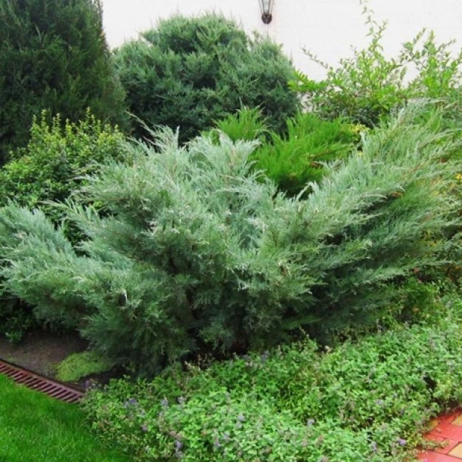 Можжевельник виргинский "Hetzii"