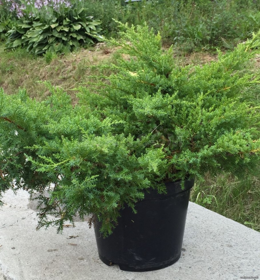 Можжевельник Прибрежный