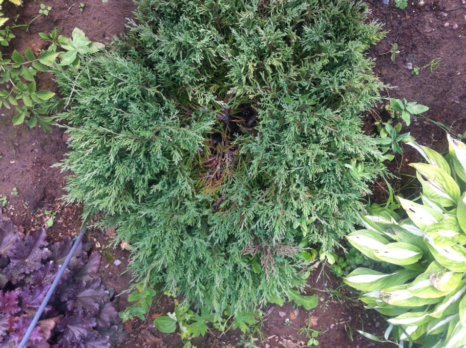 Хвойник можжевельник Карел