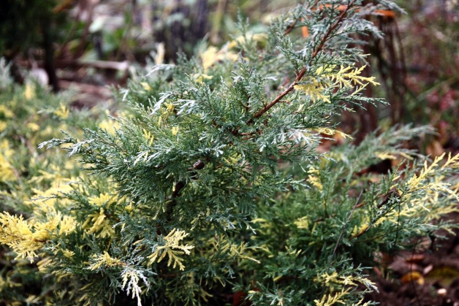 Можжевельник казацкий чешуйчатый
