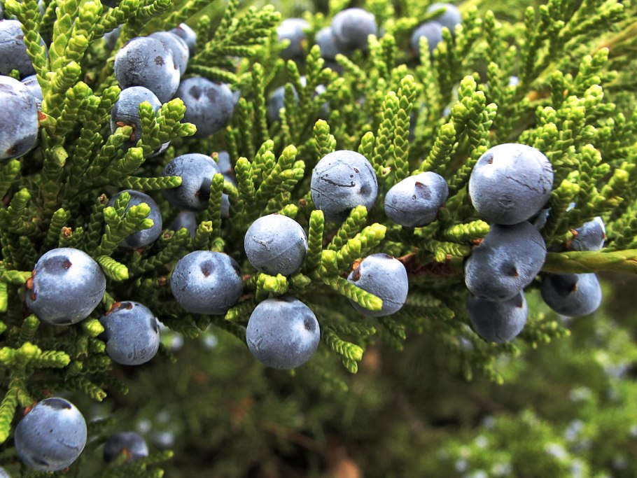 Шишкоягода можжевельника это