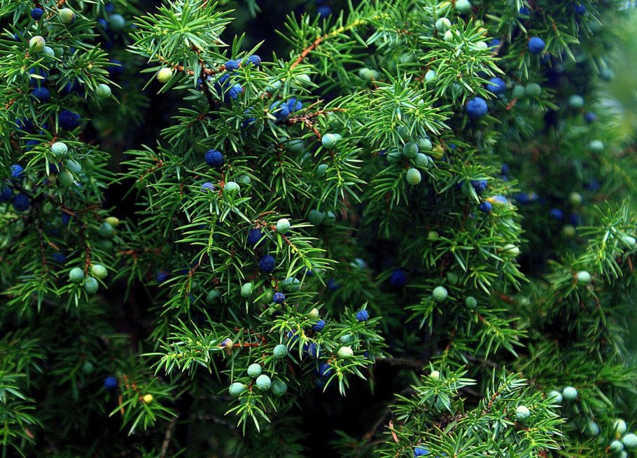 Можжевельник обыкновенный (Juniperus communis l.)