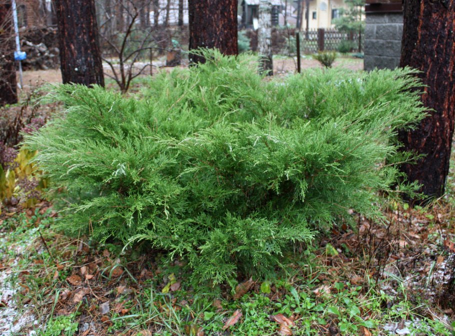 Можжевельник Пфитцериана Mint Julep