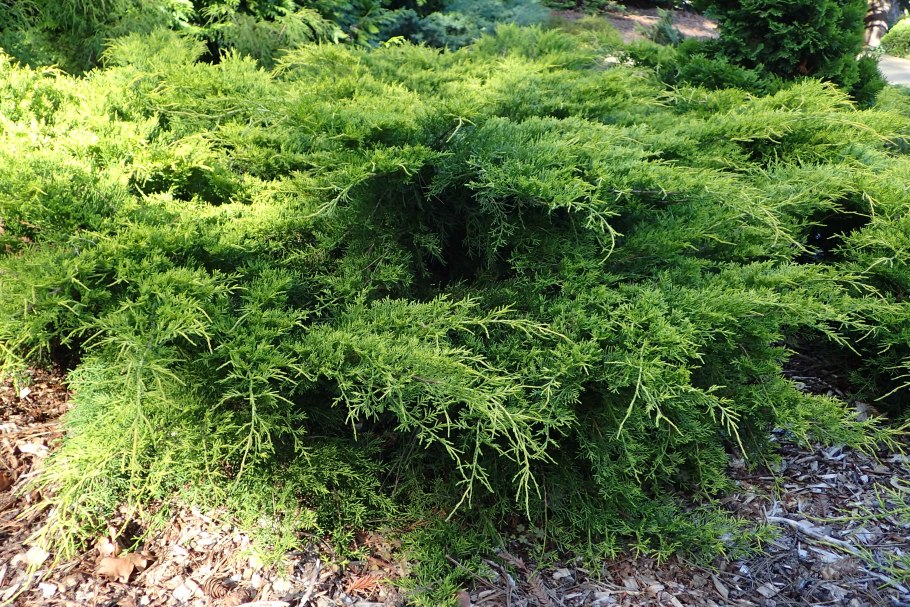 Можжевельник Пфитцериана Голд Кост