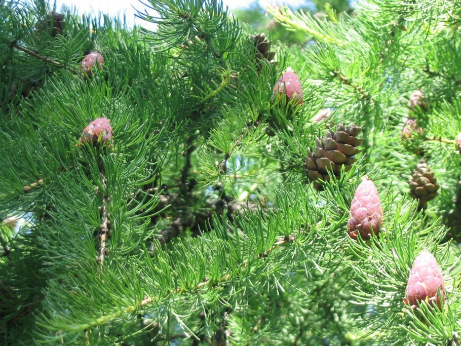 Лиственница Сибирская (Larix sibirica Ledeb.)