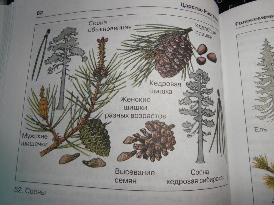 Шишки сосны и лиственницы