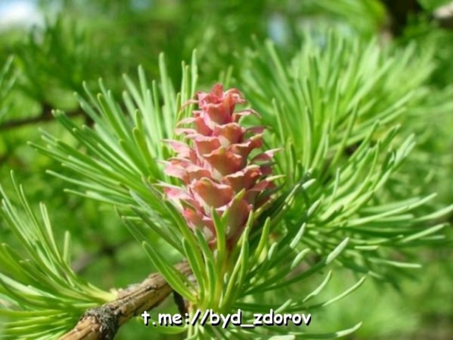 Карельская лиственница шишки