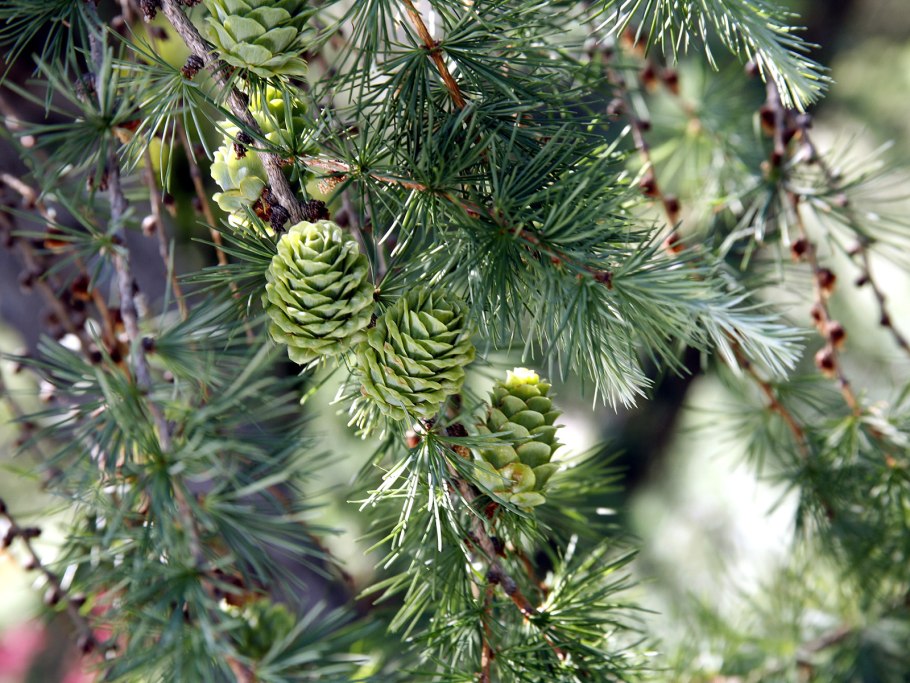 Лиственница Ольгинская Larix Olgensis