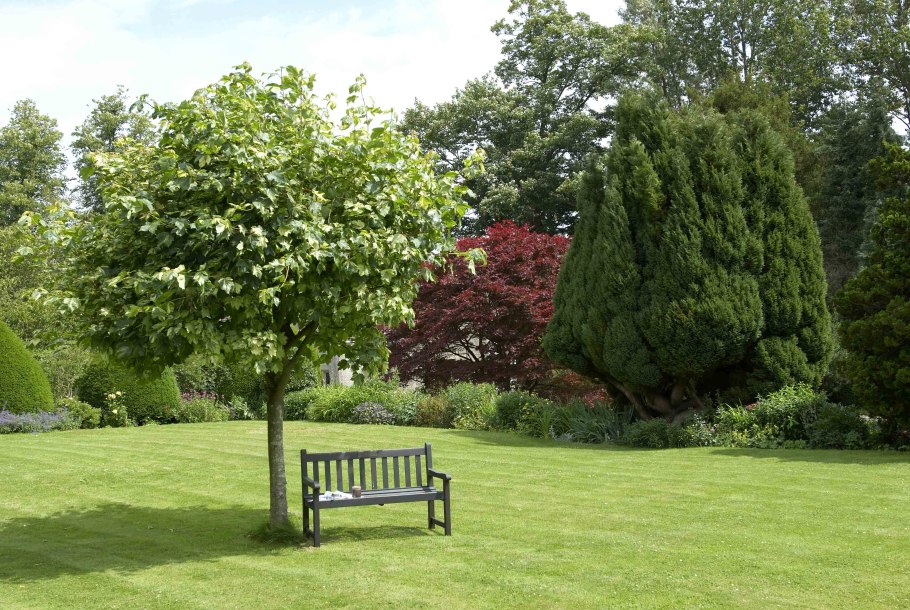 Липа Солитер