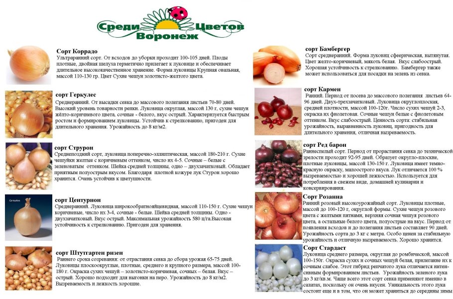 Хранение лука