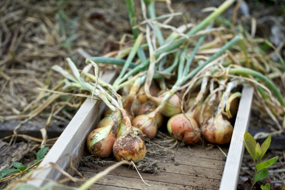 Семена лук репчатый Эксибишен Аэлита