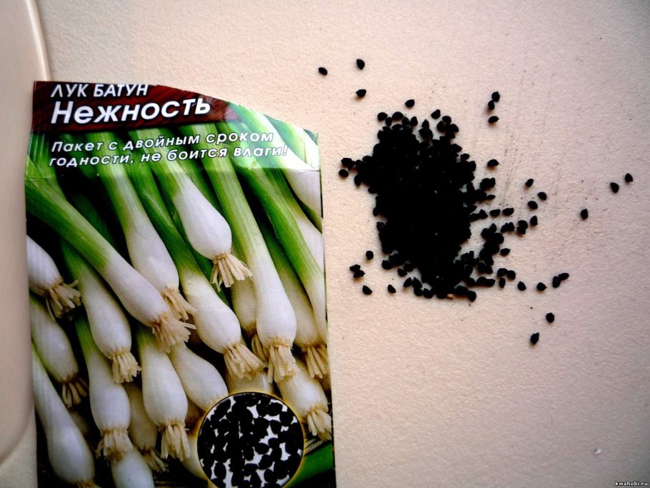 Проект вырастить лук