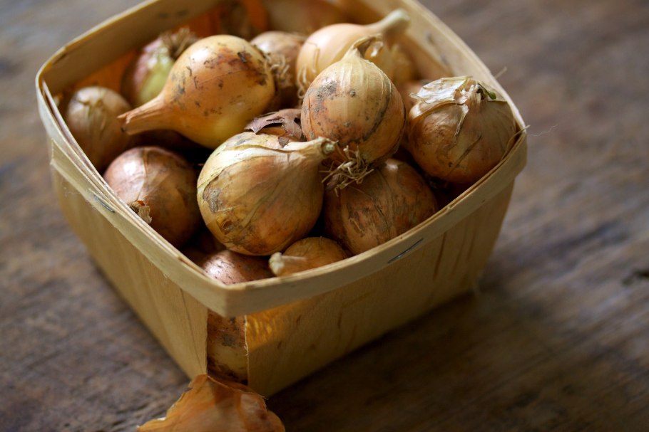 Лук севок урожай