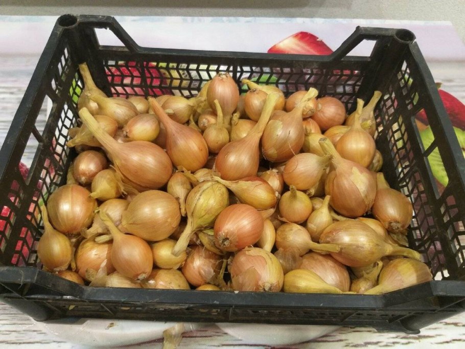 Лук репчатый уборка