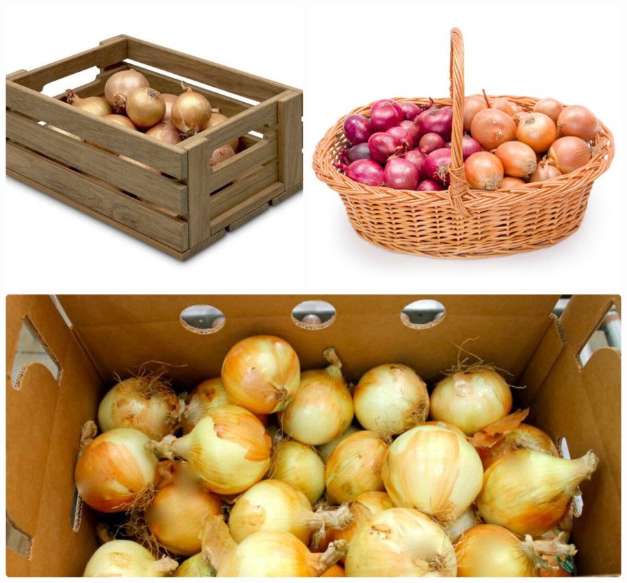 Лук Репка созревание