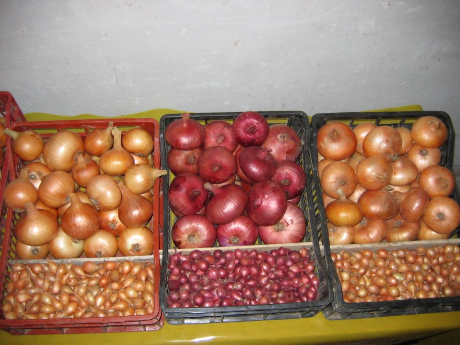 Хранение лука