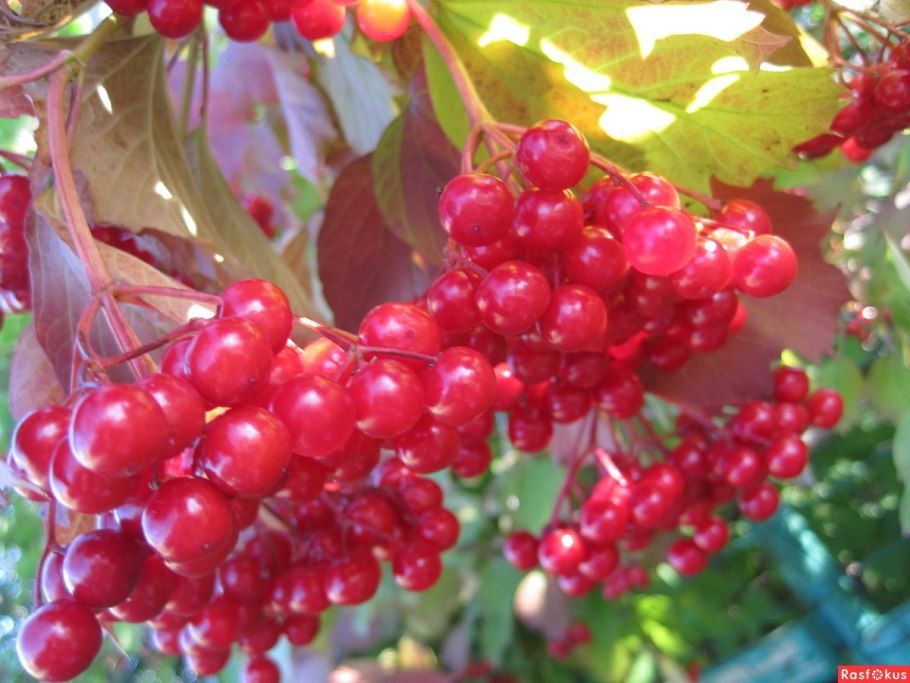 Калина (Viburnum)