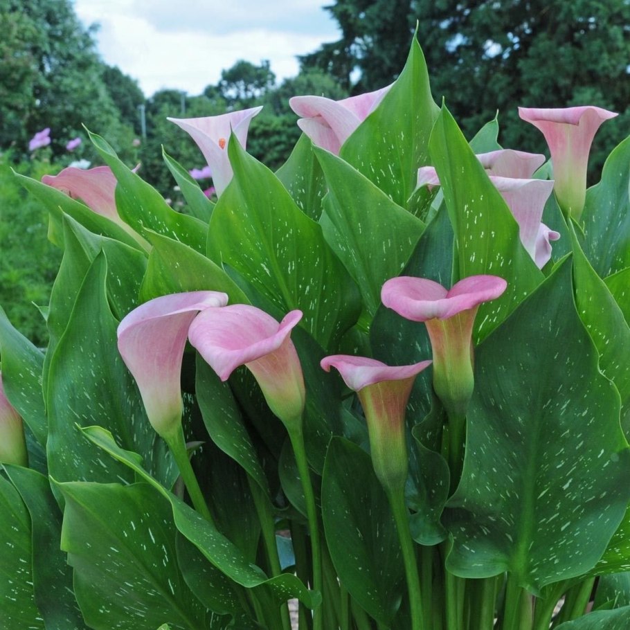 Каллы цветы садовые