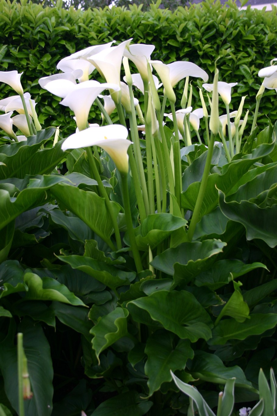 Калла Зантедеския Снежная Королева