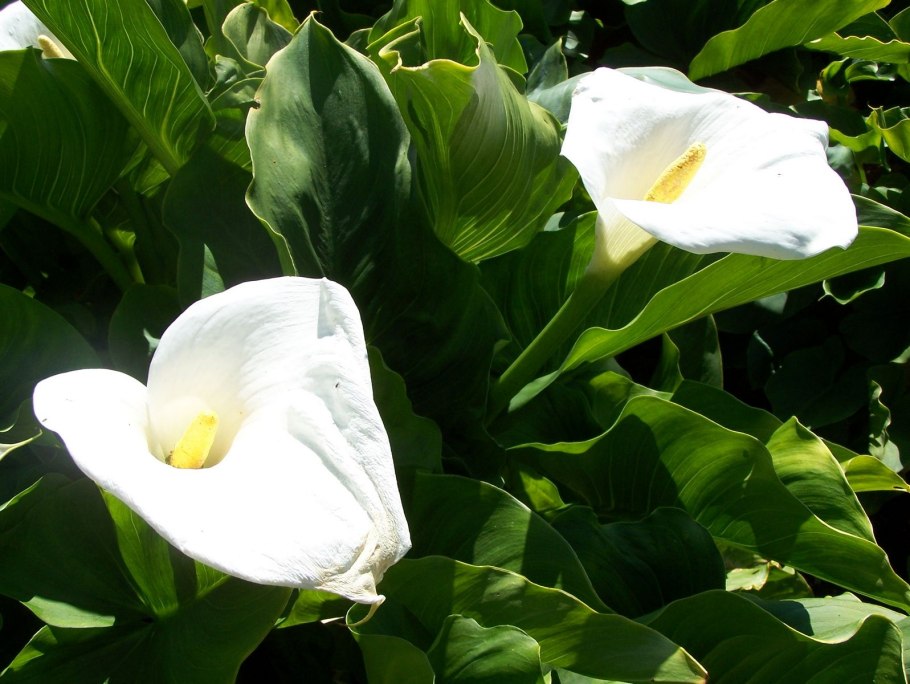 Калла Schwarzwalder