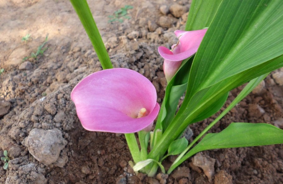 Калла клубневая