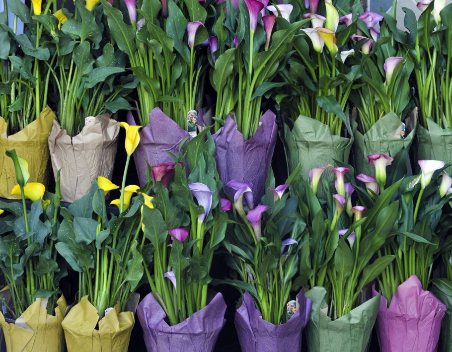 Оксалис (Кислица) версиколор