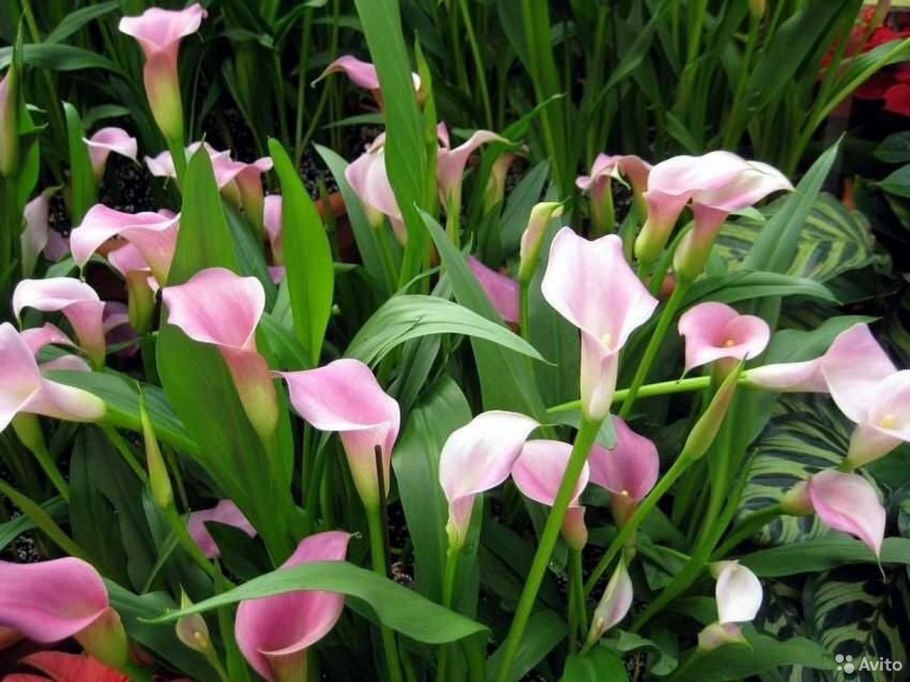 Калла Блэк Айд леди