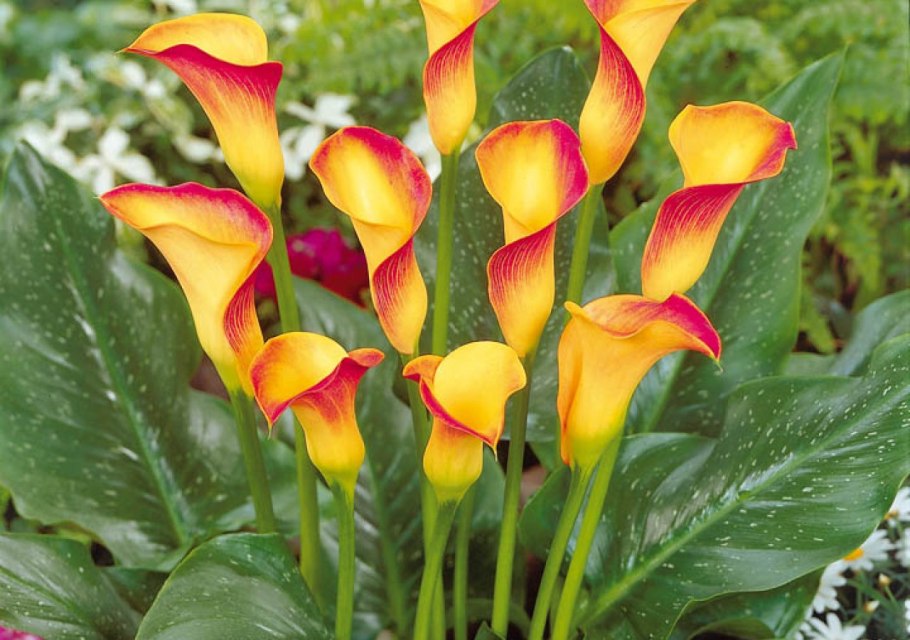 Калла Пако белая