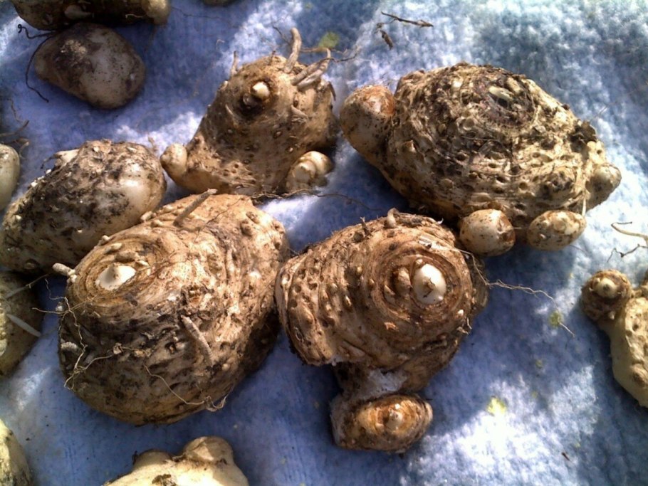 Цветок Калла Пикассо