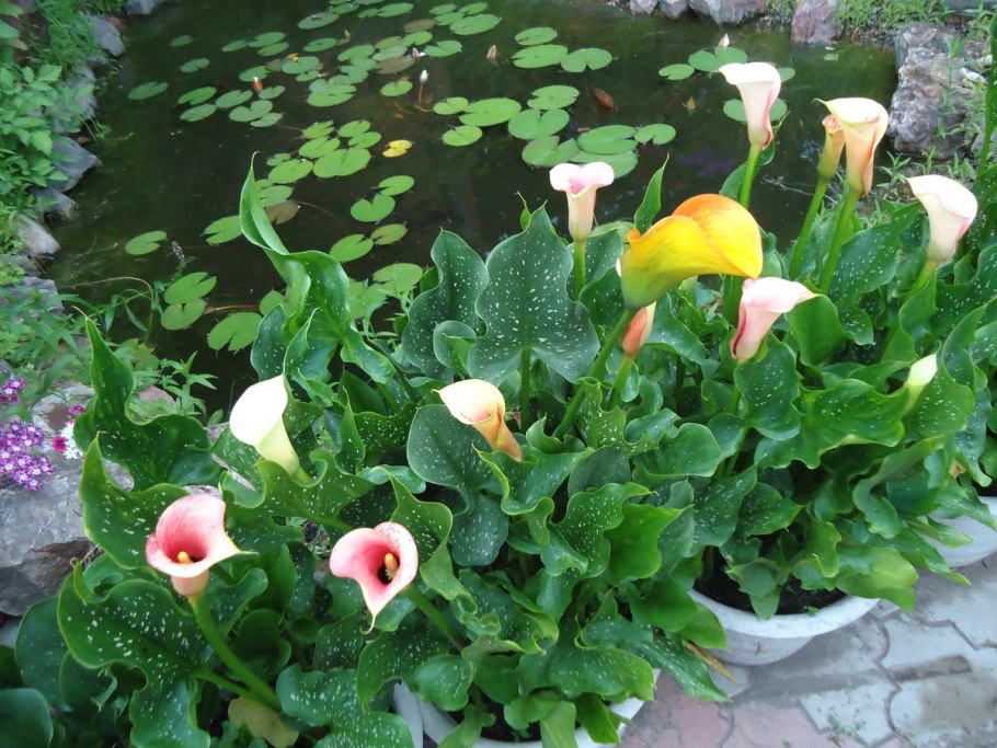 Калла Сноустар