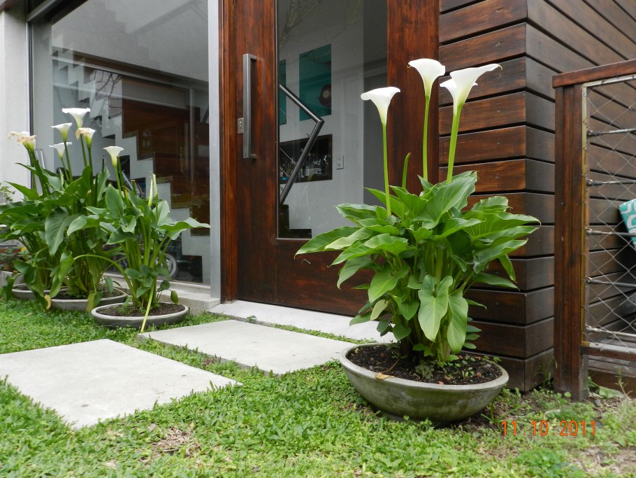 Калла эфиопская Зантедеския