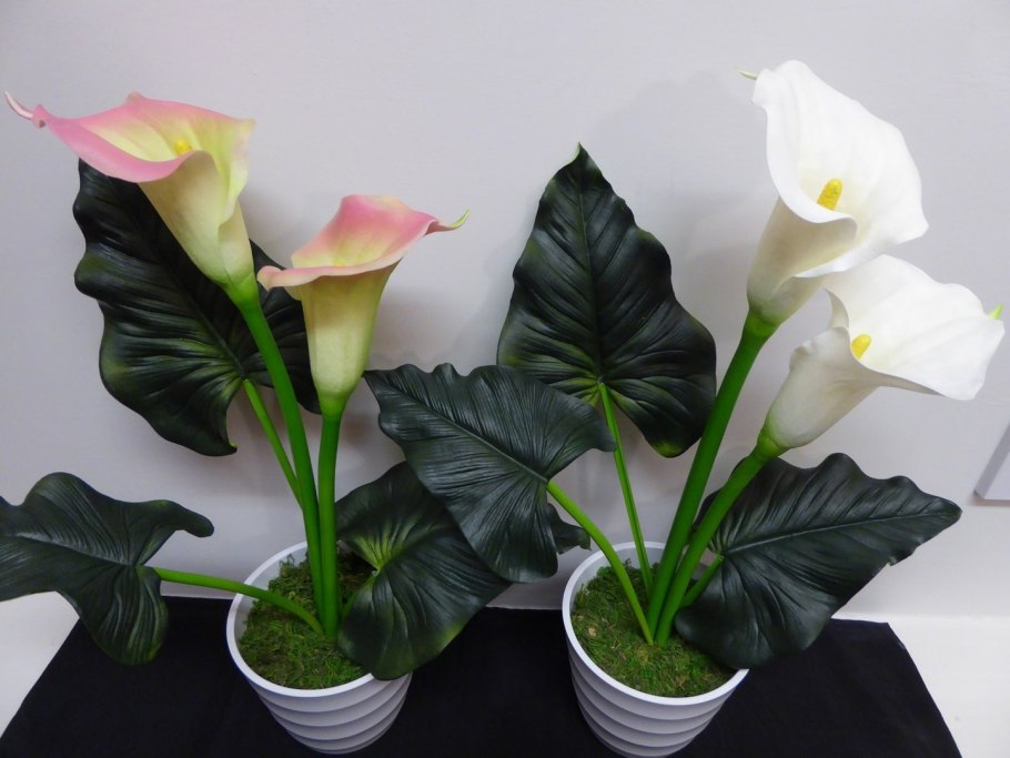 Калла Zantedeschia Mix