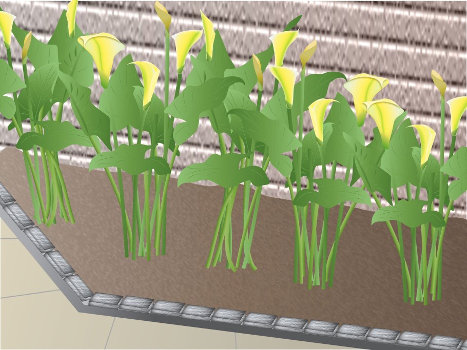 Калла Ремани Пинк