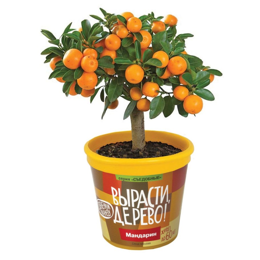 Мандариновое дерево Леруа