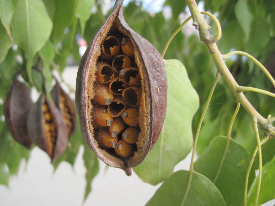 Брахихитон разнолистный дерево